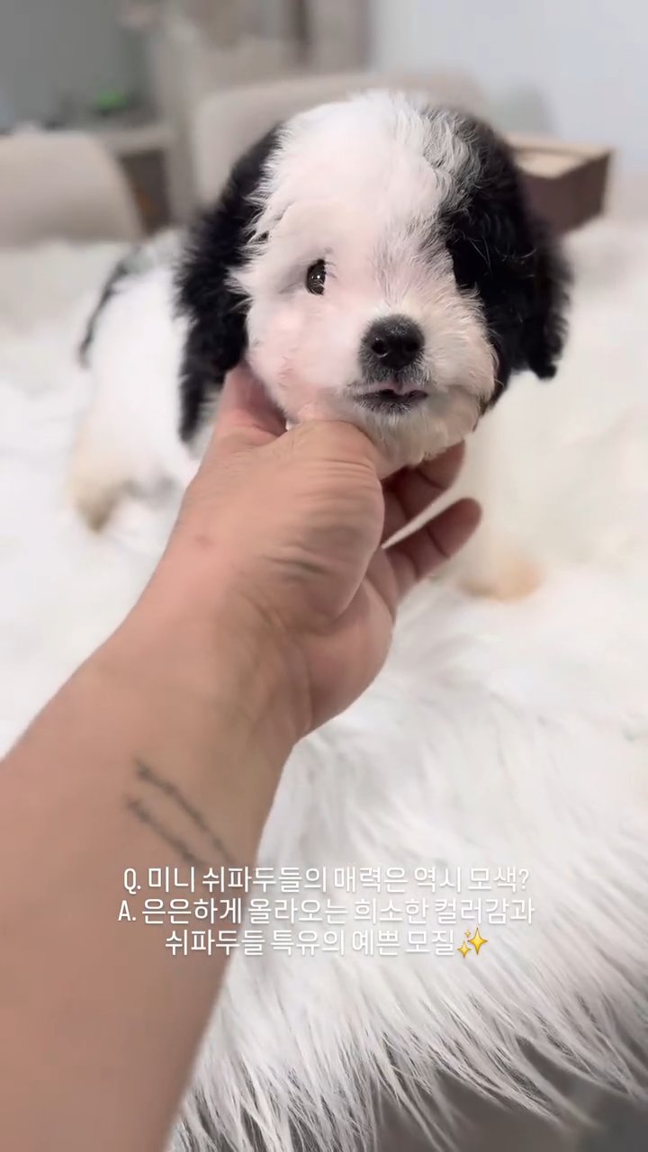 두들 영상